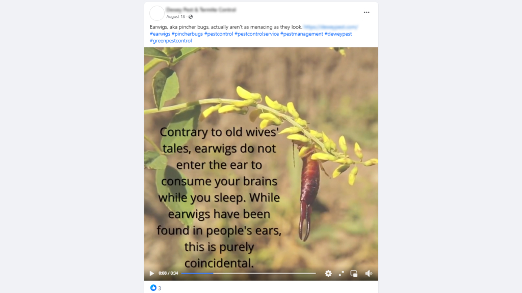 Pest control Facebook post about earwig