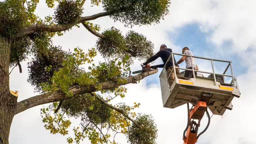 Tree Service PPC